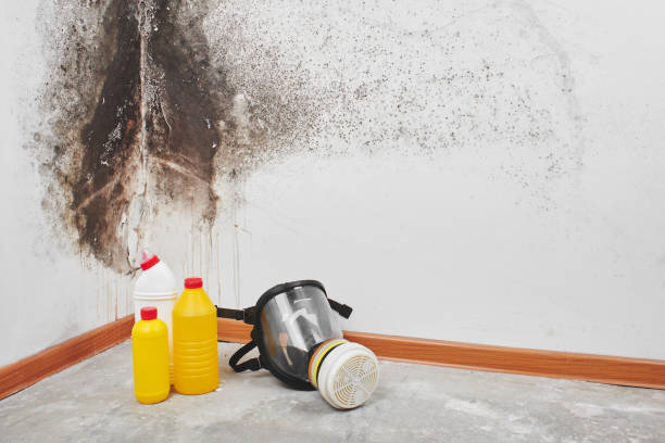 Best Attic Mold Removal  in Marlton, MD