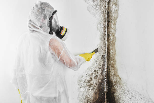 Best Home Mold Removal  in Marlton, MD