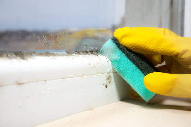 Best Emergency Mold Removal  in Marlton, MD