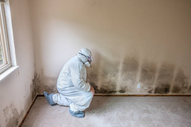 Best Mold Damage Repair  in Marlton, MD