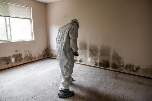 Mold Removal Process in Marlton, MD